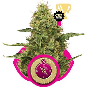 NOTHERN LIGHT  5pcs feminized (Royal Queen Seeds)