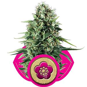 POWER FLOWER  5pcs feminized (Royal Queen Seeds)