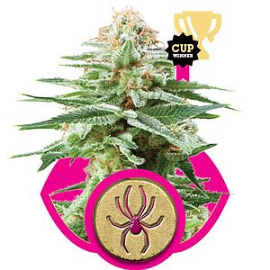 WHITE WIDOW  5pcs feminized (Royal Queen Seeds)