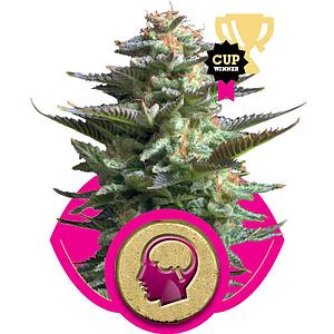 AMNESIA HAZE  10pcs feminized (Royal Queen Seeds)