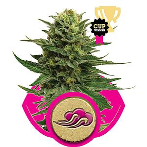 BLUE MISTIC  10pcs feminized (Royal Queen Seeds)