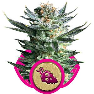 FRUIT SPIRIT  10pcs feminized (Royal Queen Seeds)