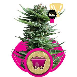 SHINING SILVER HAZE  10pcs feminized (Royal Queen Seeds)