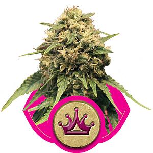 SPECIAL QUEEN #1  10pcs feminized (Royal Queen Seeds)