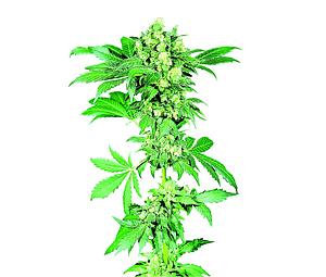 AFGHANI # 1 ® 10pcs regular (Sensi Seeds)