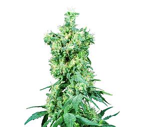 AMERICAN DREAM ® 10pcs regular (Sensi Seeds)