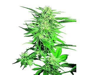 BIG BUD ® 10pcs regular (Sensi Seeds)