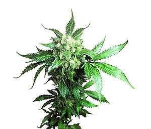 BLACK DOMINA ® 10pcs regular (Sensi Seeds)