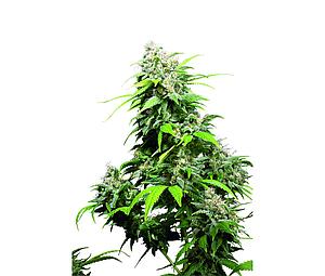 CALIFORNIA INDICA ® 10pcs regular (Sensi Seeds)