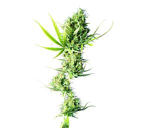 DURBAN ® 10pcs regular (Sensi Seeds)