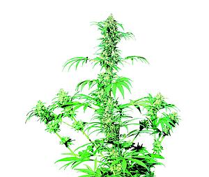 EARLY GIRL ® 10pcs regular (Sensi Seeds)