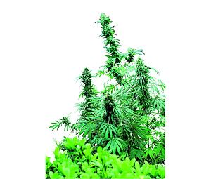 EARLY SKUNK ® 10pcs regular (Sensi Seeds)