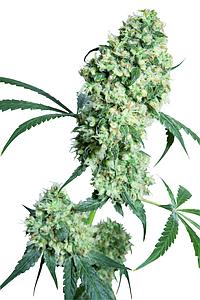 ED ROSENTHAL SUPER BUD ® 10pcs regular (Sensi Seeds)