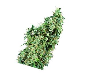 FIRST LADY ® 10pcs regular (Sensi Seeds)