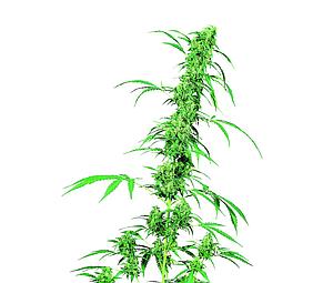 FRUITY JUICE ® 10pcs regular (Sensi Seeds)