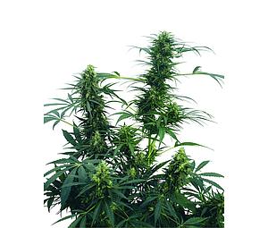 GUERRILLA'S GUSTO ® 10pcs regular (Sensi Seeds)