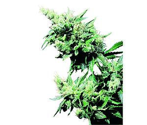 HASH PLANT ® 10pcs regular (Sensi Seeds)