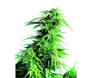 HINDU KUSH ® 10pcs regular (Sensi Seeds)