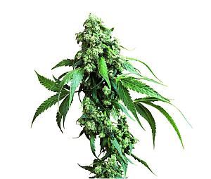 JACK FLASH   ® 10pcs regular (Sensi Seeds)