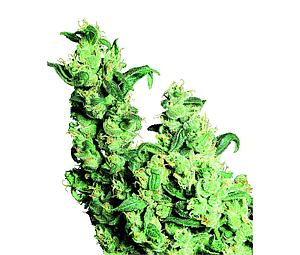 JACK HERER ® 10pcs regular (Sensi Seeds)