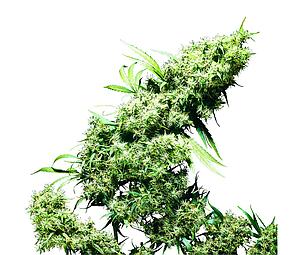 JAMAICAN PEARL ® 10pcs regular (Sensi Seeds)