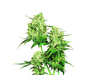 MAPLE LEAF INDICA ® 10pcs regular (Sensi Seeds)