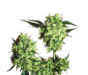 MARLEY'S COLLIE ® 10pcs regular (Sensi Seeds)