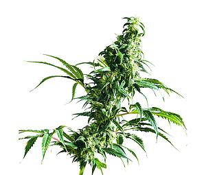 MEXICAN SATIVA ® 10pcs regular (Sensi Seeds)