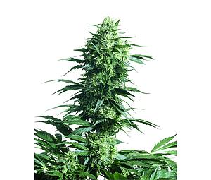 MOTHER'S FINEST ® 10pcs regular (Sensi Seeds)