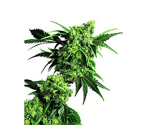 MR. NICE G13 X HASH PLANT ® 10pcs regular (Sensi Seeds)