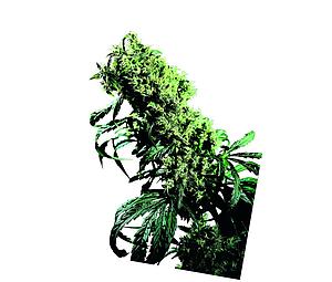 NORTHERN LIGHT # 5 X HAZE ® 10pcs regular (Sensi Seeds)