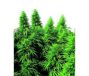 RUDERALIS SKUNK ® 10pcs regular (Sensi Seeds)