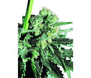 SENSI SKUNK ® 10pcs regular (Sensi Seeds)