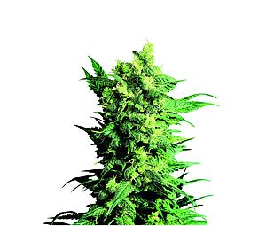 SHIVA SHANTI 2 ® 10pcs regular (Sensi Seeds)