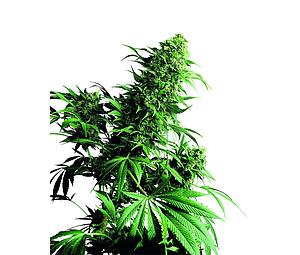 SHIVA SHANTI ® 10pcs regular (Sensi Seeds)