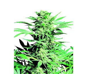 SHIVA SKUNK ® 10pcs regular (Sensi Seeds)