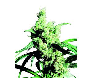 SILVER HAZE ® 10pcs regular (Sensi Seeds)