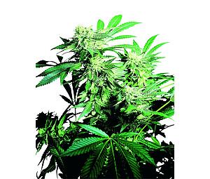 SKUNK KUSH ® 10pcs regular (Sensi Seeds)