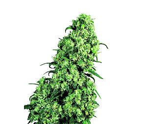 SKUNK NO 1 ® 10pcs regular (Sensi Seeds)