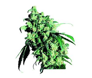 SUPER SKUNK ® 10pcs regular (Sensi Seeds)