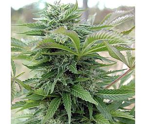 AFGHAN  5pcs regular (Spliff Seeds)