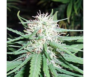 HAZE NO.1  5pcs regular (Spliff Seeds)