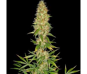 ROYAL THAI  5pcs regular (Spliff Seeds)