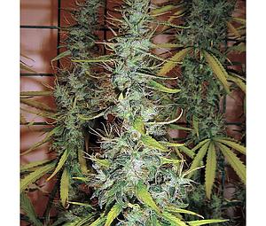 SKUNK NO.1  5pcs regular (Spliff Seeds)
