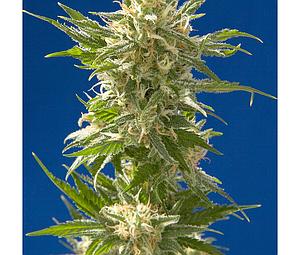 AK  5pcs regular (Spliff Seeds)