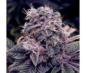 BLUE BERRY  5pcs regular (Spliff Seeds)