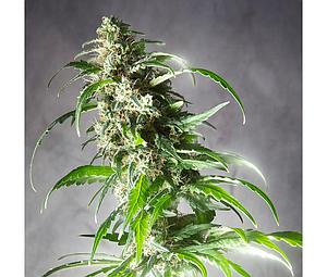 JACK F1  5pcs regular (Spliff Seeds)