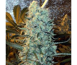 POWER PLANT  5pcs regular (Spliff Seeds)