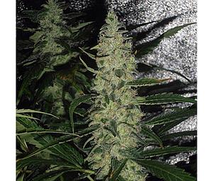 SUPER SKUNK  5pcs regular (Spliff Seeds)