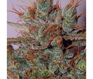 WHITE WIDOW  5pcs regular (Spliff Seeds)